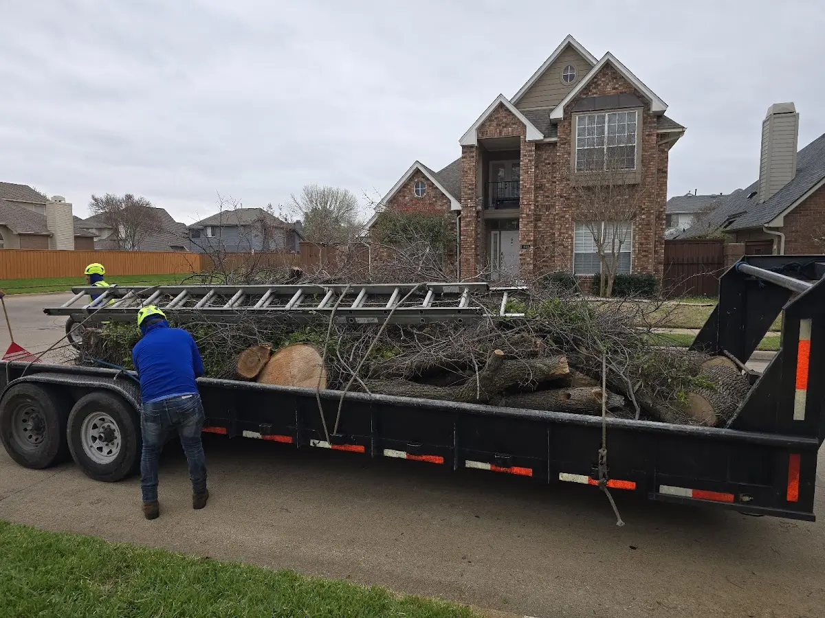 Expert Tree Removal with proper safety equipment in Brooks